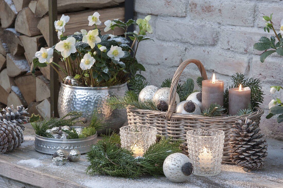 Christmas arrangement with Helleborus niger (Christmas rose)