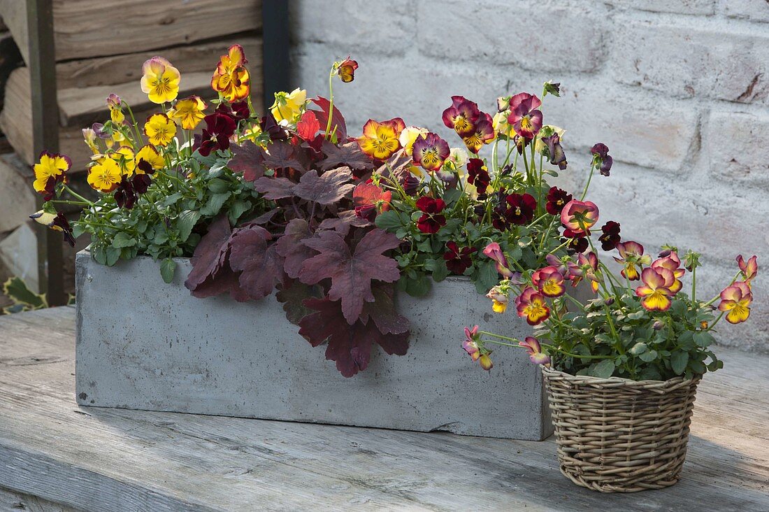 Gray box and basket with viola cornuta (horn violet)