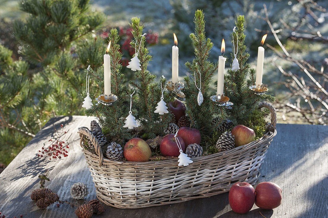 Basket box planted with picea glauca 'Conica' (sugarloaf spruce)