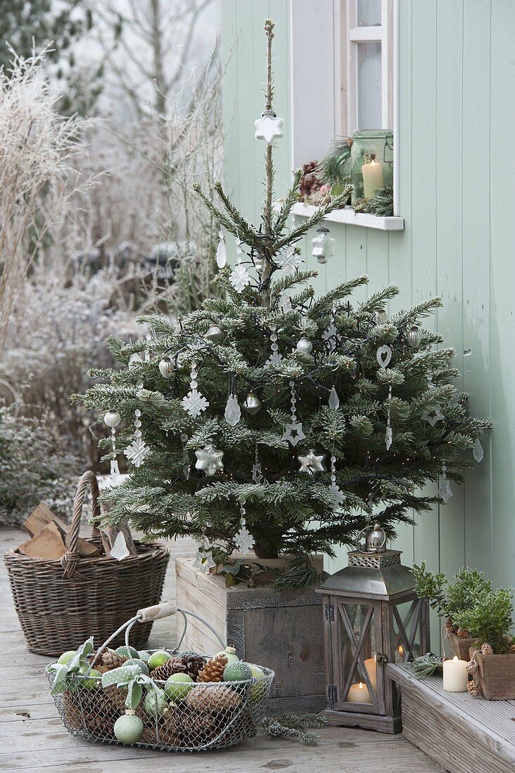 Abies nordmanniana, decorated with silver stars