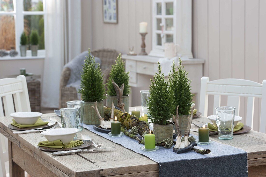 Table decoration with Chamecyparis 'White Spot' in tin pots