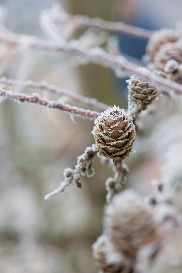 Gefrorener Zweig von Larix (Lärche) mit Zapfen