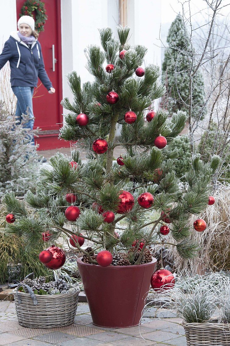 Pinus leucodermis (Schlangenhaut-Kiefer) weihnachtlich geschmückt