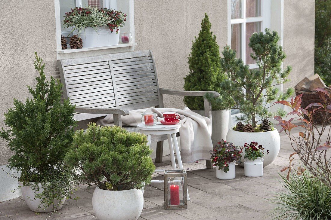 Autumn terrace with conifers