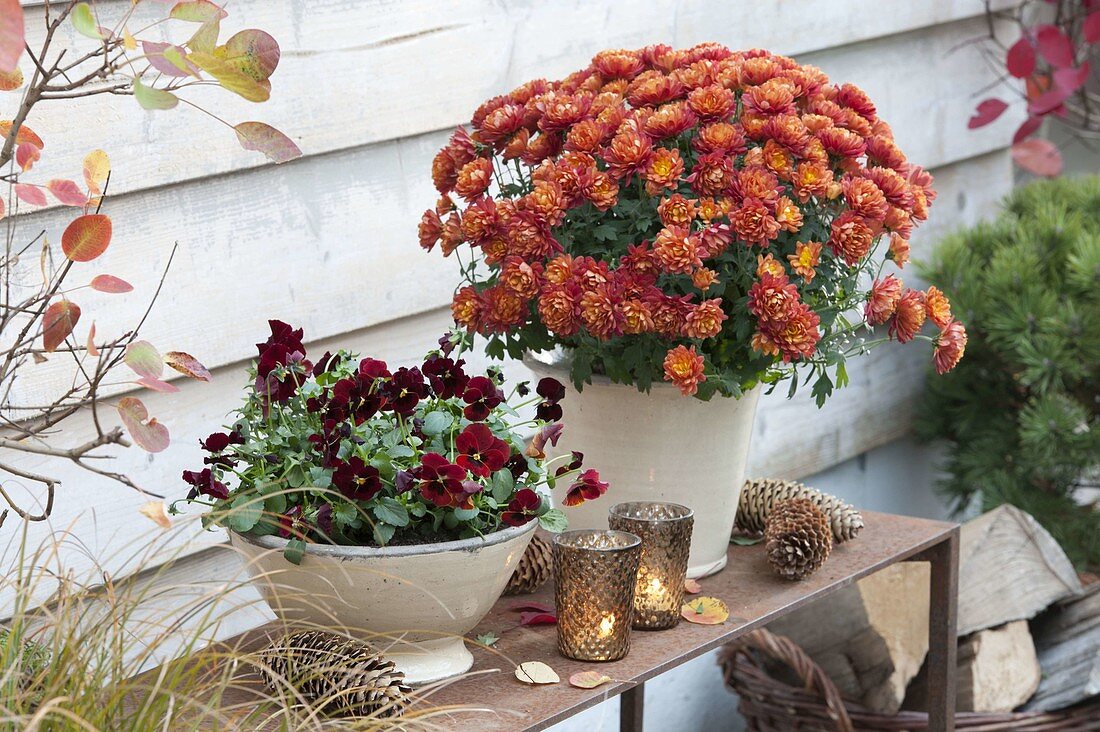 Pots planted with Chrysanthemum 'Kiroul'