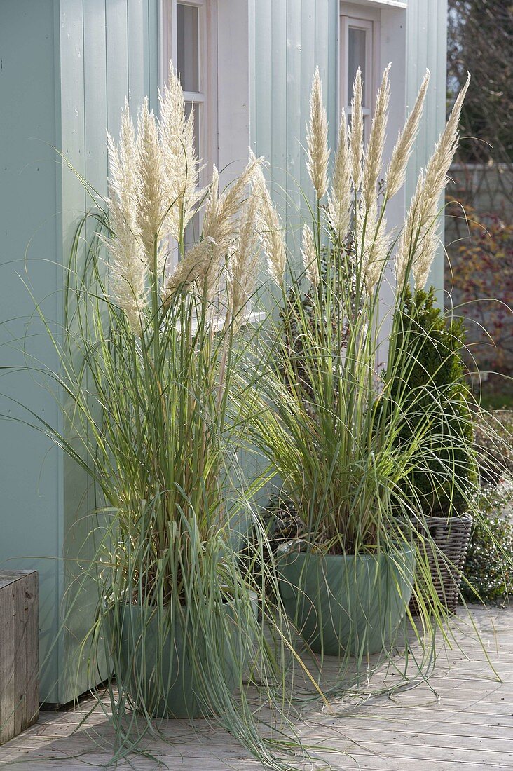 Cortaderia selloana (pampas grass) in turquoise pots on the terrace