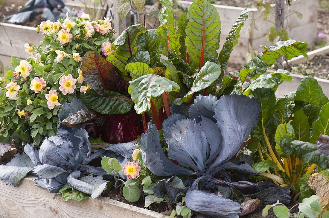 Raised bed planted with red cabbage, blue cabbage (Brassica), Swiss chard 'Bright Lights'