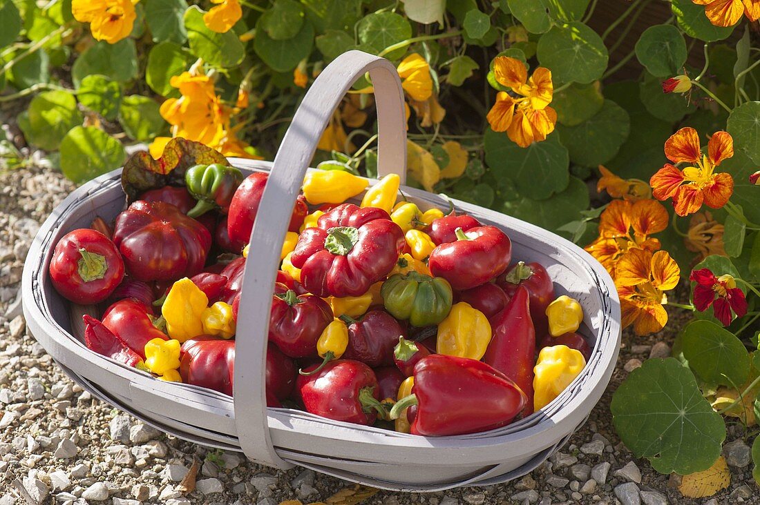 Freshly harvested peppers (Capsicum) in wire basket in front of Tropaeolum majus