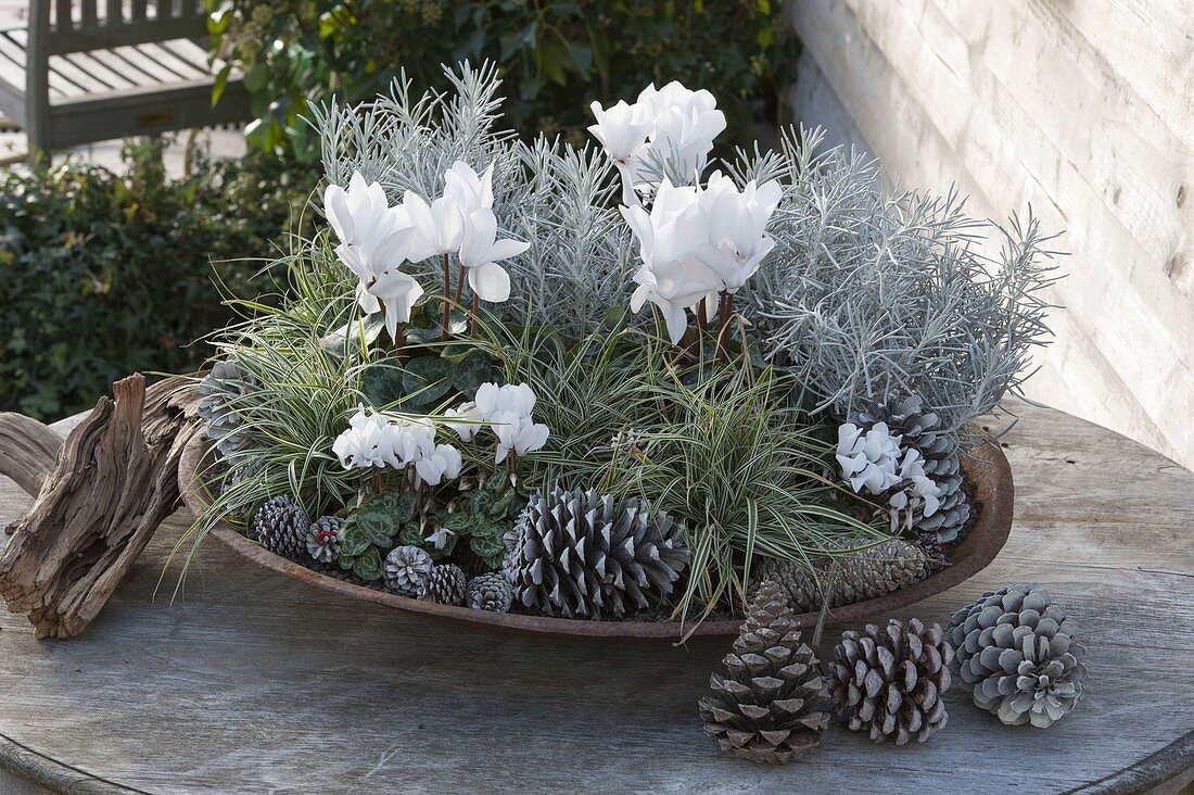 White-silver planted tray with cyclamen (cyclamen), helichrysum