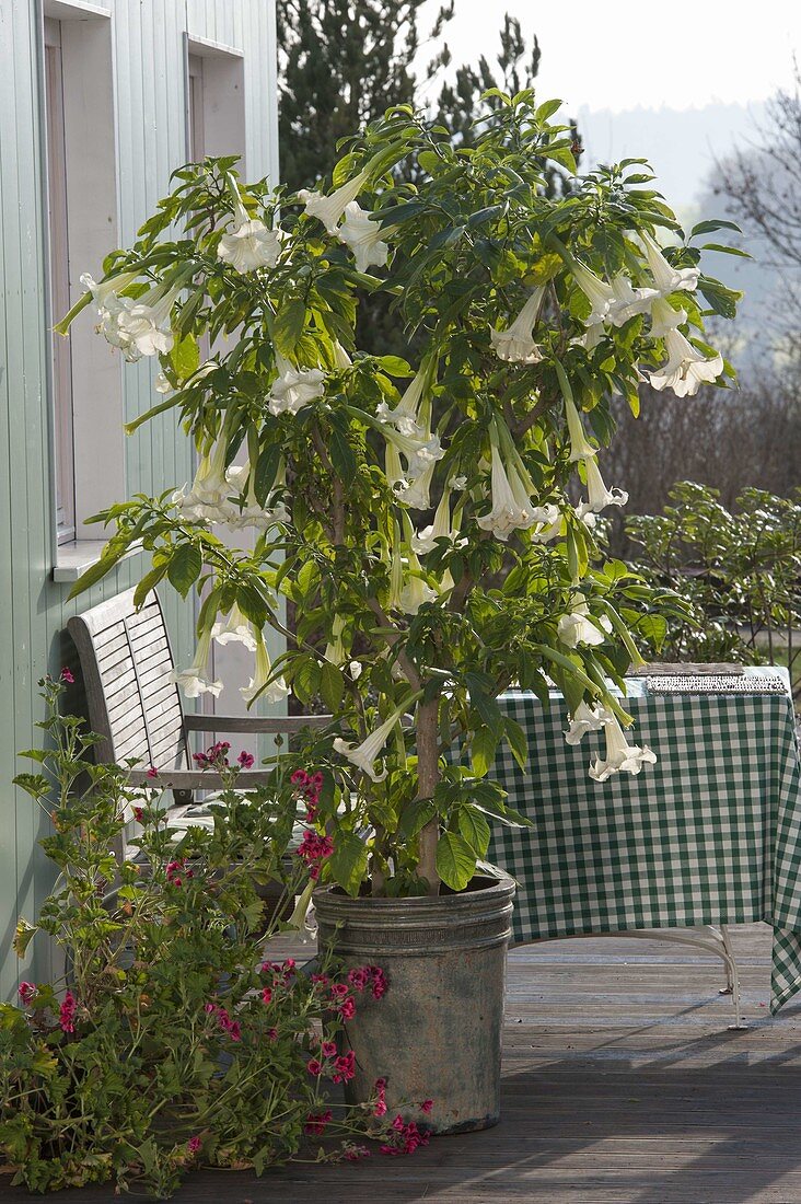 Datura (angel's trumpet) with white flowers, Pelargonium grandiflorum