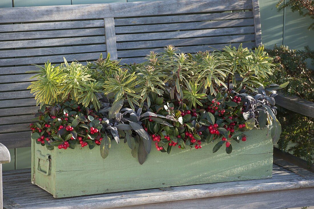 Winter-hardy planted wooden box: Euphorbia x martini 'Ascot Rainbow'