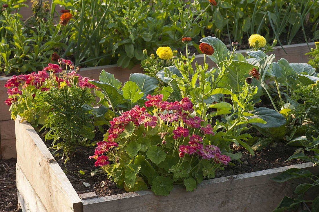 Raised bed with Tropaeolum 'Cherry Rose Jewel' (Stuffed Nasturtium)