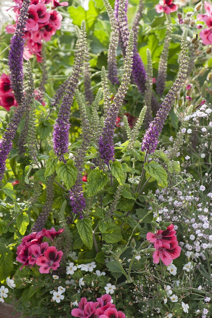 Teucrium hyrcanicum (Kaukasus Gamander), Blütezeit von Juni-Oktober