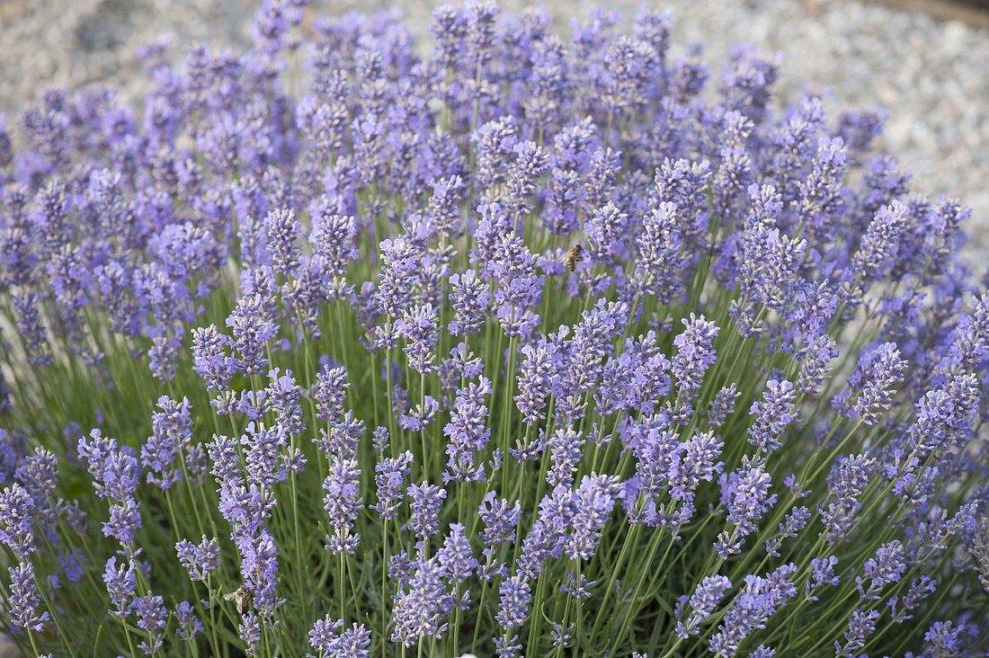 Lavandula 'Dwarf Blue' (Lavendel)