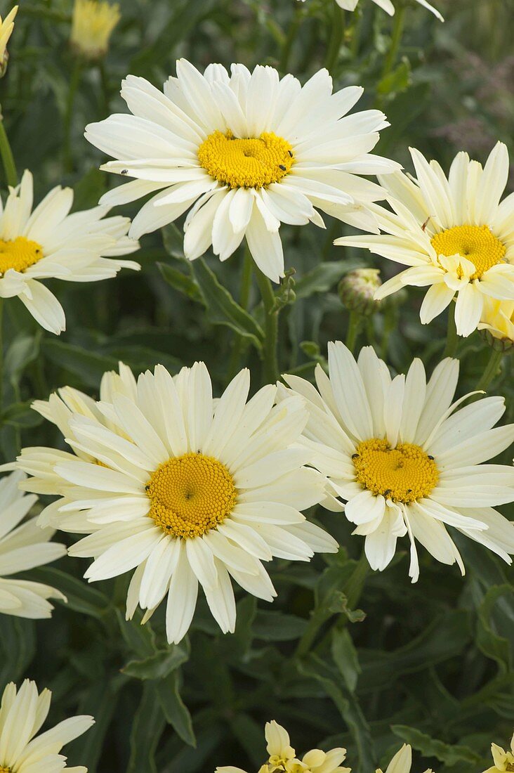 Leucanthemum superbum 'Banana Cream' (daisies)