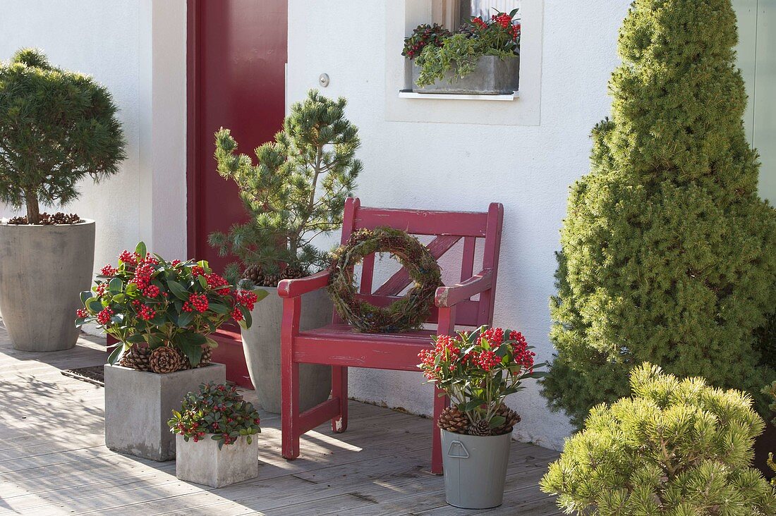 Grey tubs at the house entrance planted with Skimmia jap. 'Veitchii'