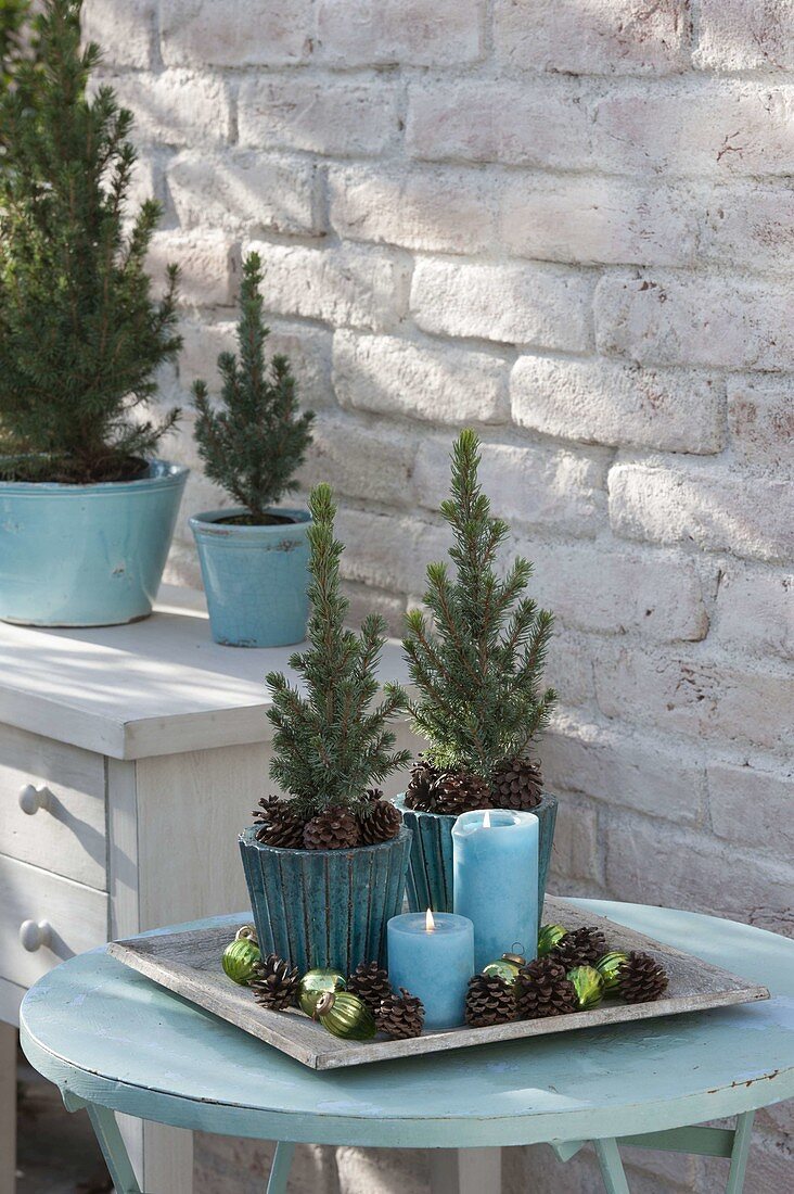 Small Picea glauca 'Conica' (sugar loaf spruce) in turquoise pots