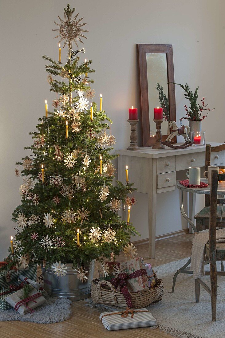 Abies koreana, decorated as a living Christmas tree