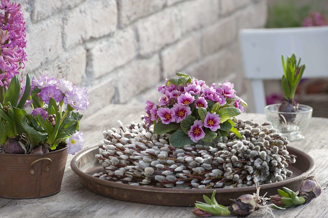 Salix caprea wreath with Primula acaulis