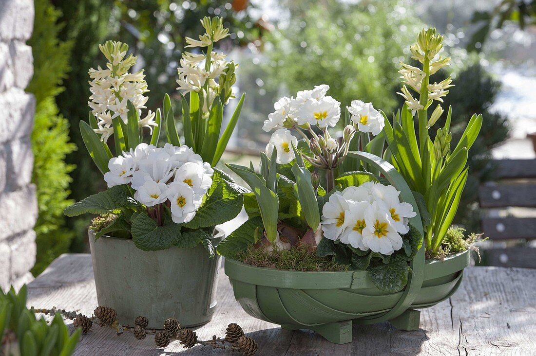 Primula acaulis (Primeln), Hyacinthus 'White Pearl' (Hyazinthen)