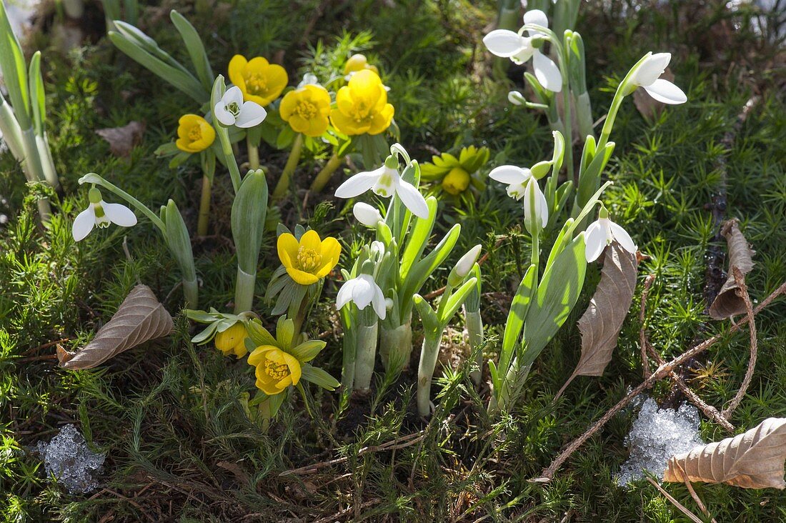 Eranthis hyemalis and Galanthus in moss