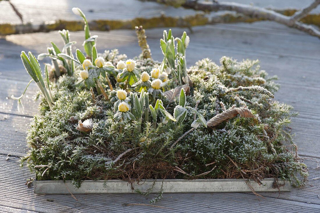 Eranthis (Winterlinge) und Galanthus (Schneeglöckchen) mit Rauhreif