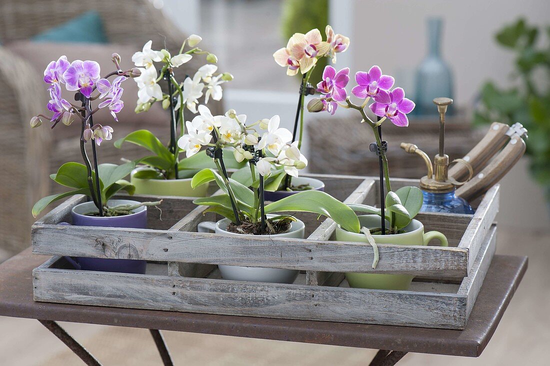 Mini phalaenopsis in cups