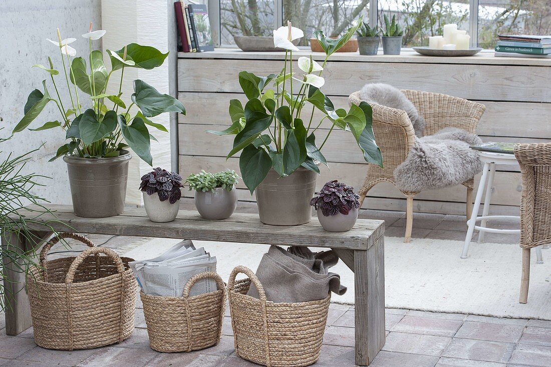 Wooden bench with Anthurium 'Sami', Peperomia 'Schumi Red'