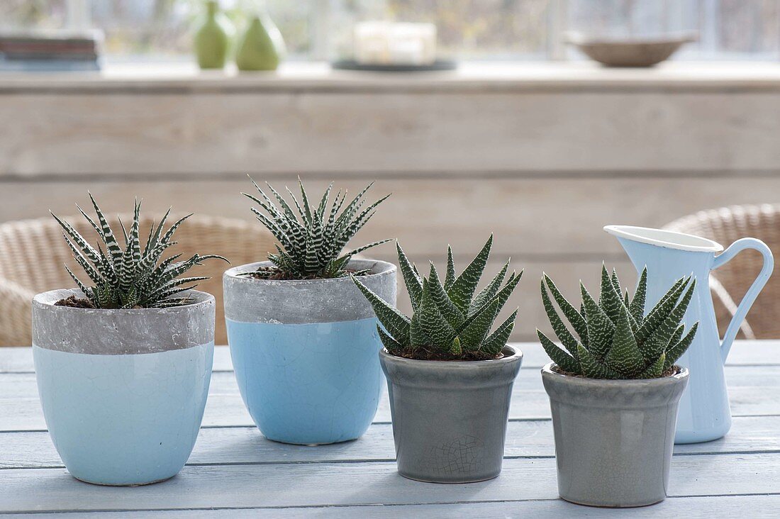 Haworthia fasciata 'Big Band' in blue-gray pots