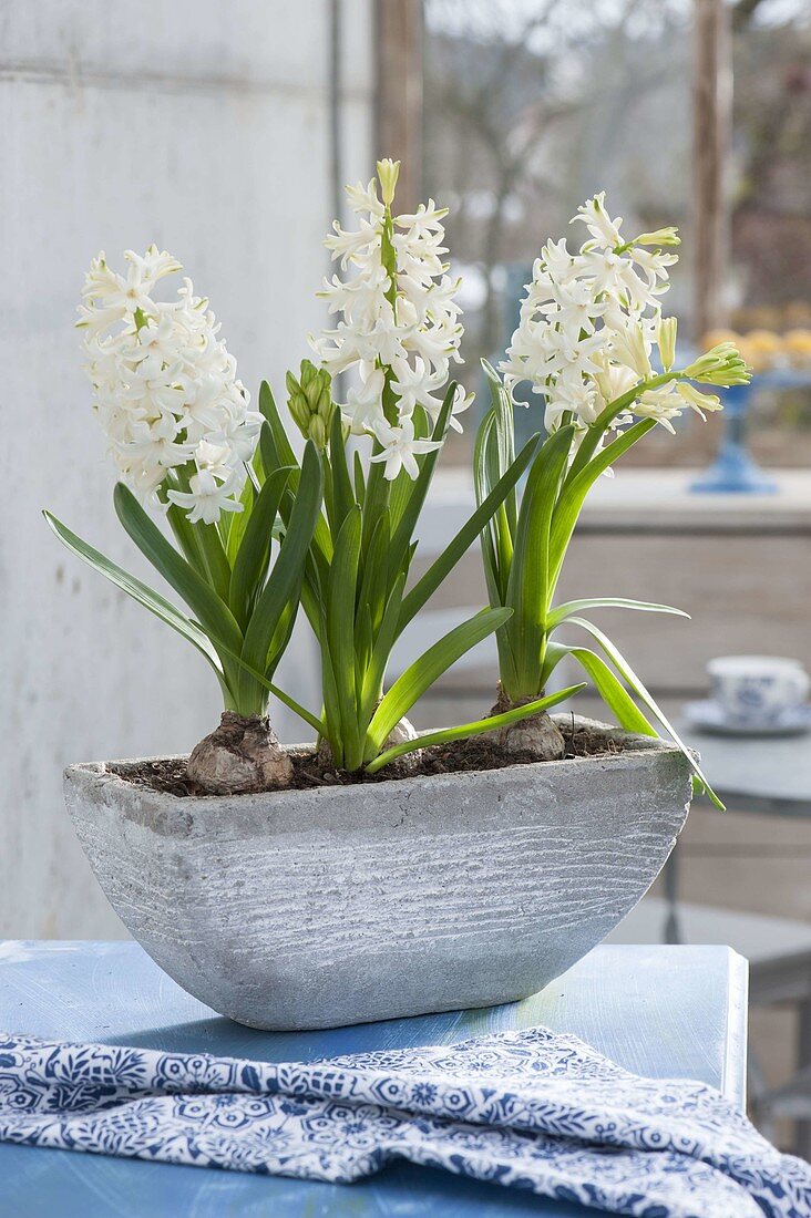 Hyacinthus 'White Pearl' (Hyacinth) in gray jardiniere