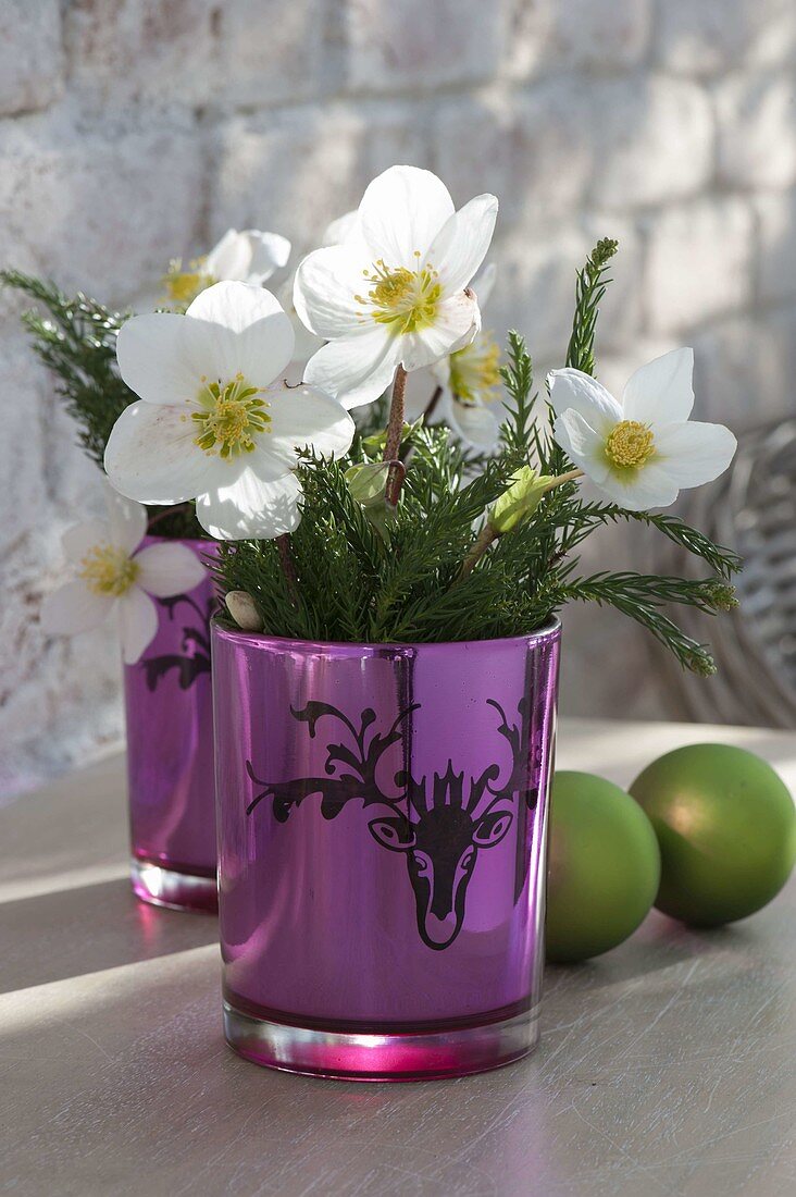 Small bouquets of Helleborus niger and Cryptomeria