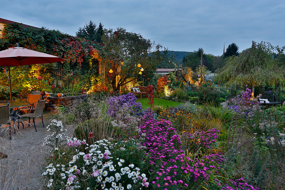 Beet mit Herbstastern und beleuchtete Abendterrasse