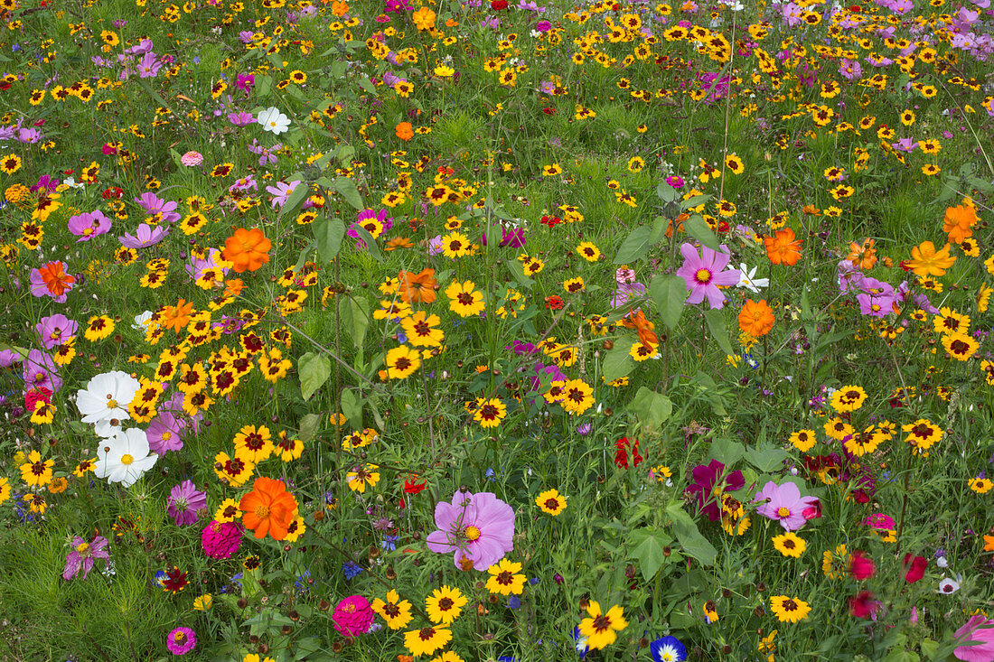 Colourful butterfly meadow