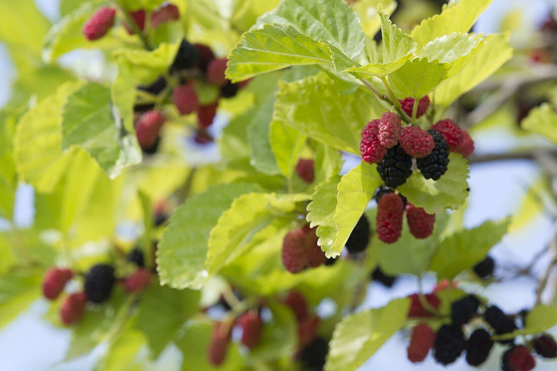 Black mulberry with ripe and unripe fruits