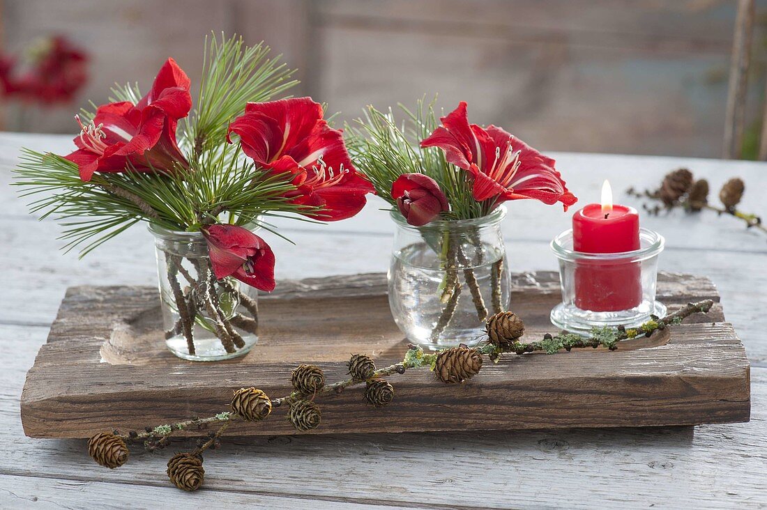 Small Hippeastrum (Amaryllis) and Pinus (pine) bouquets