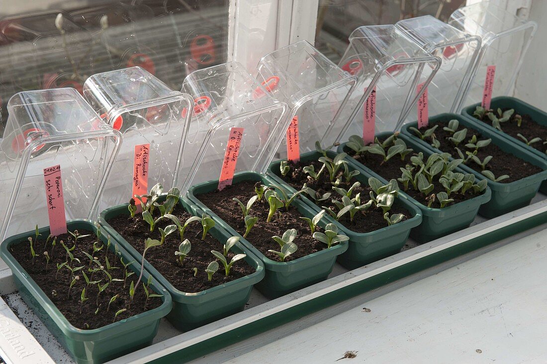 Vegetable growing in heatable sowing bowls