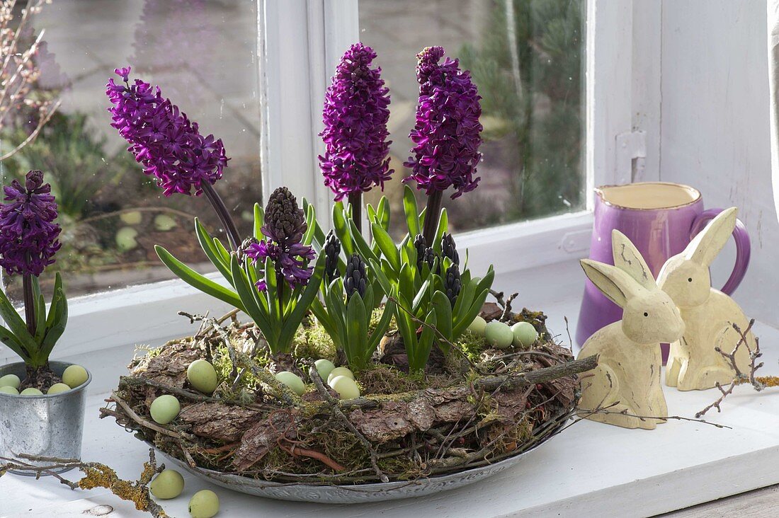 Hyacinthus 'Purple Sensation' in wreath of branches, bark