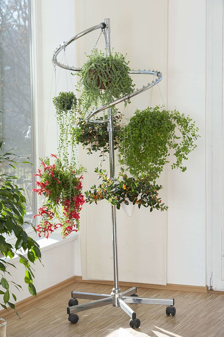 Mobile coat rack as a hanging baskets holder