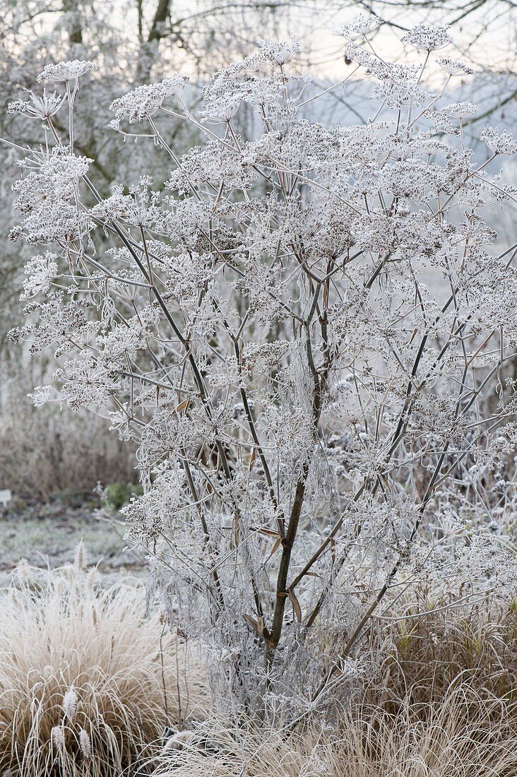 Frozen fennel (foeniculum) between grasses in the bed