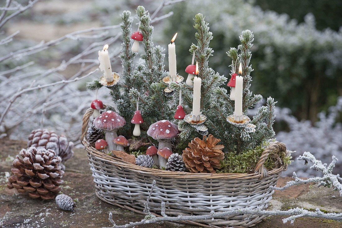 Basket with small picea glauca 'Conica' (sugarloaf spruce)