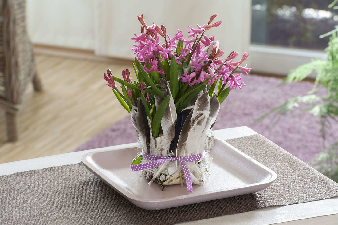 Hyacinthus multiflora (Hyacinth), pot covered with feathers