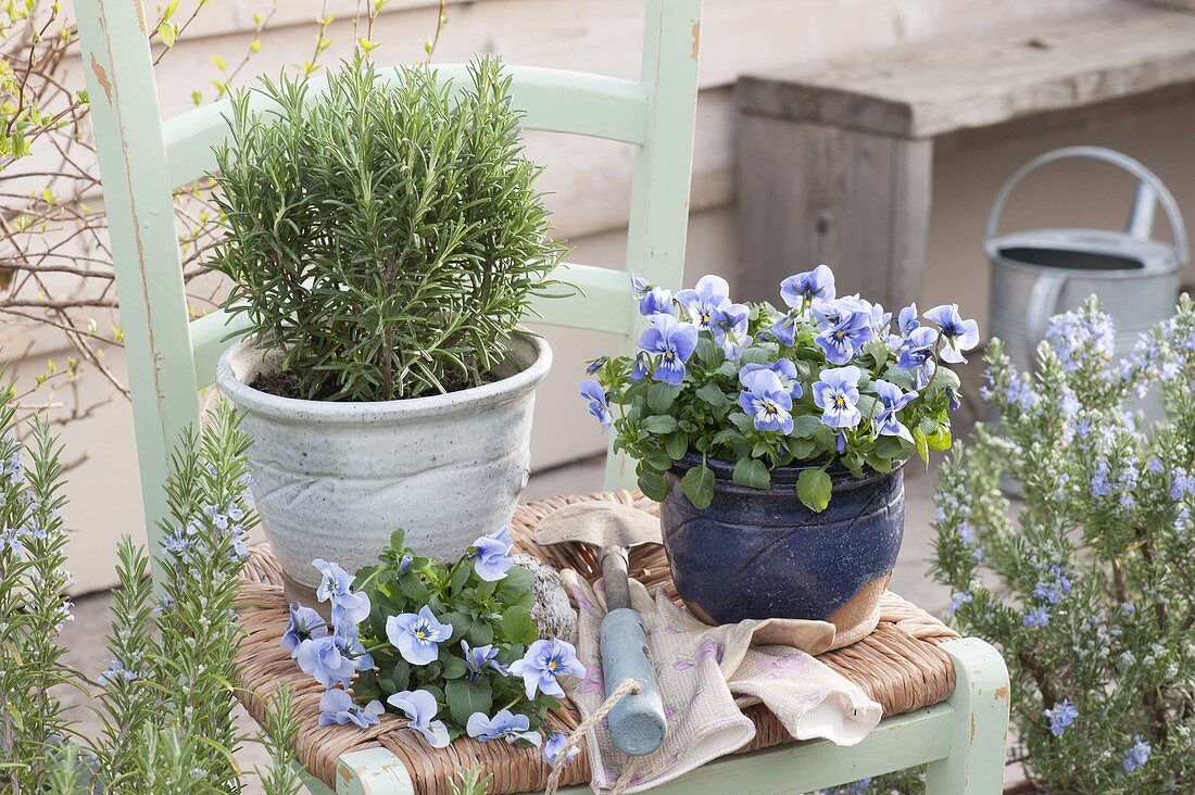 Chair with rosemary and viola cornuta 'Marina'