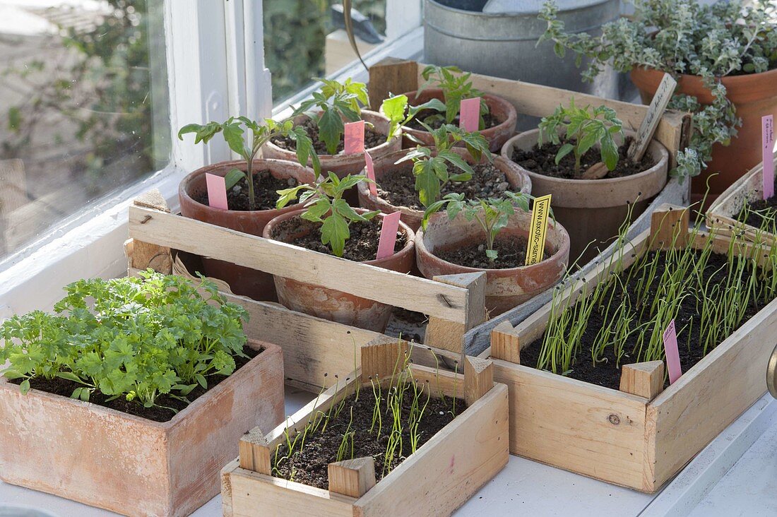 Pull vegetable young plants by the window