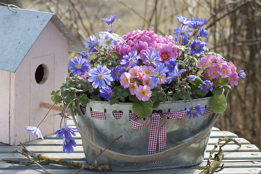 Anemone blanda (Strahlenanemonen) und Primula acaulis (Primeln)