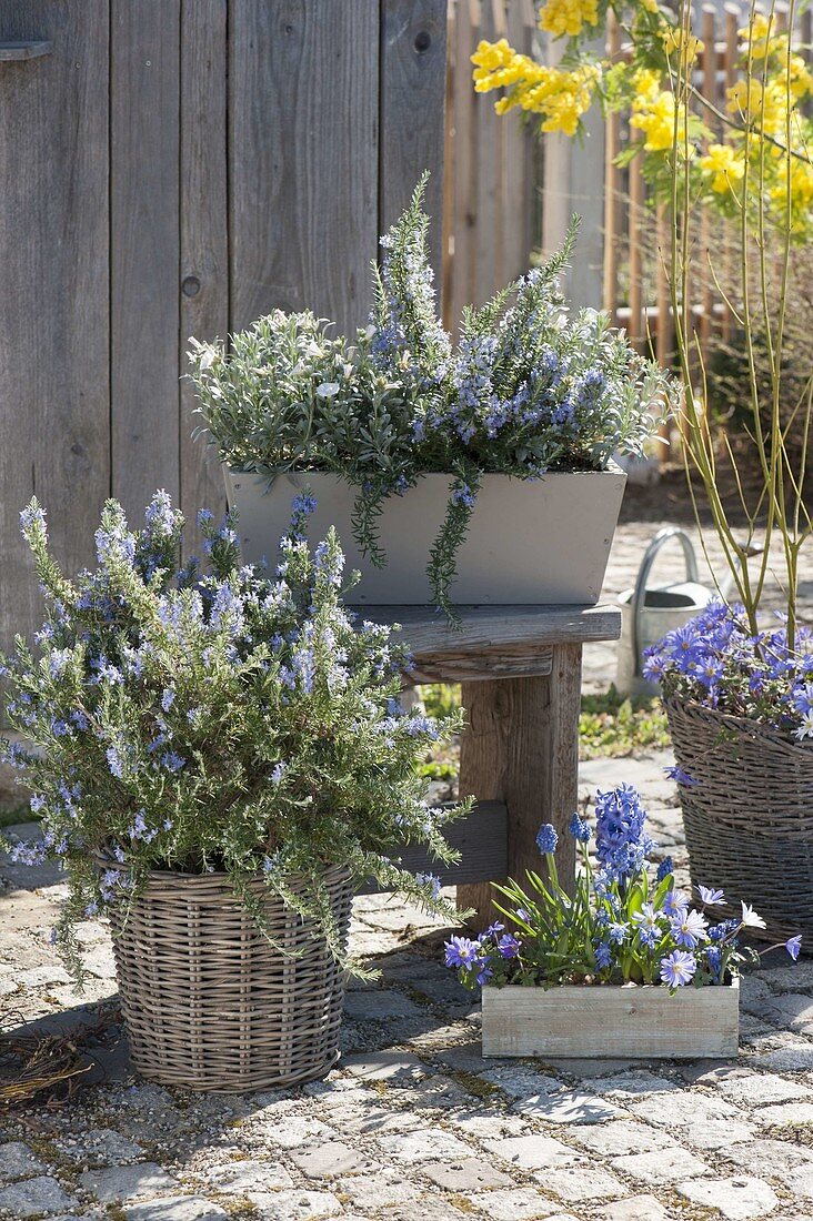 Flowering rosemary (Rosmarinus officinalis), Convolvulus cneorum