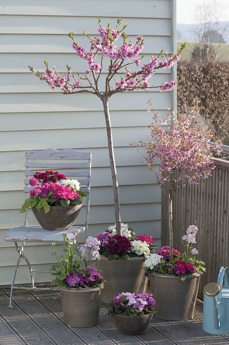 Fruehlingsbalkon mit Prunus persica 'Balkonella' (Pfirsich), Prunus incisa 'Ru