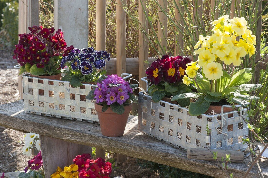 Primula acaulis, Pimula elatior and Primula x pruhoniciana 'Wanda'