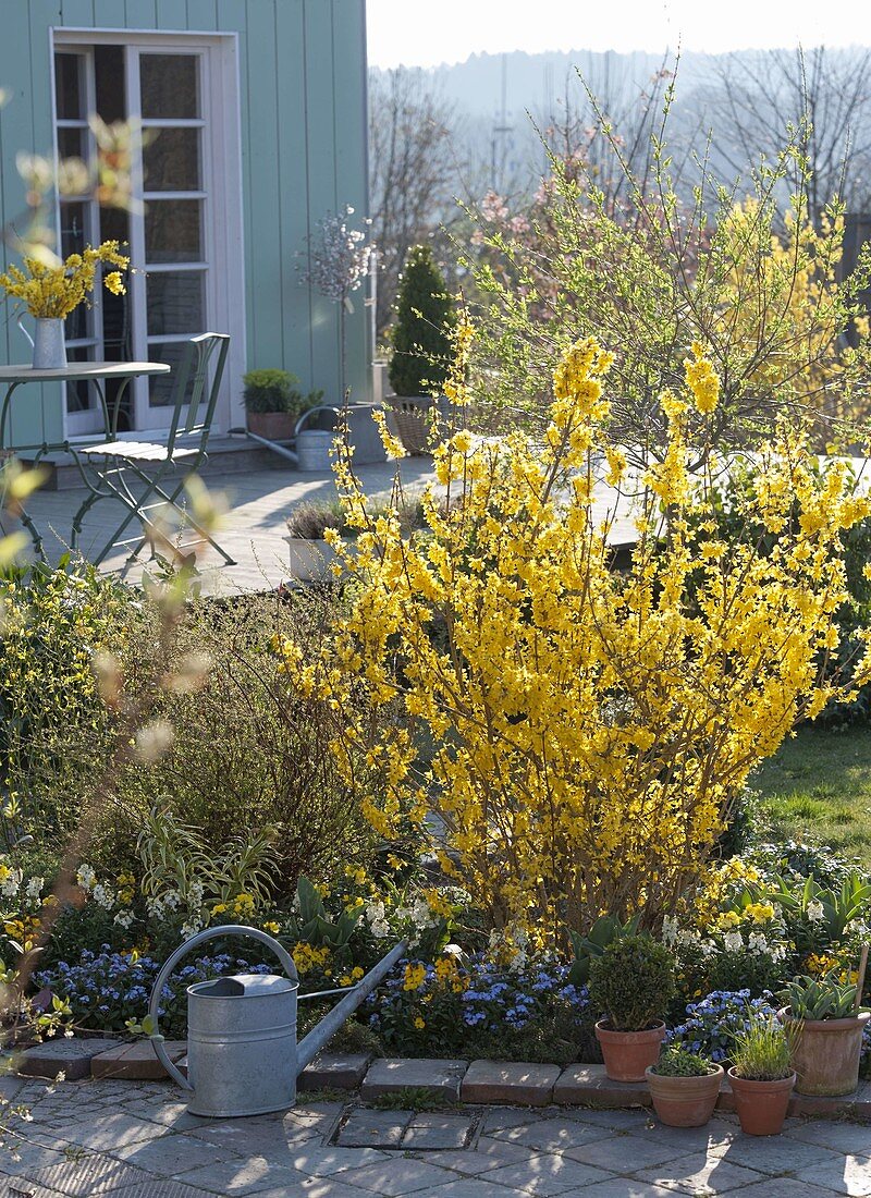 Blühende Forsythia im Terrassenbeet