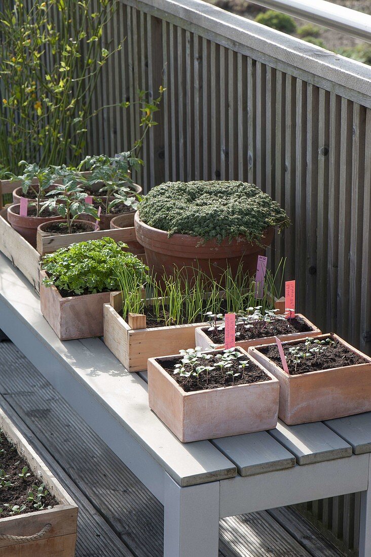 In milder weather vegetables may be used to harden young plants