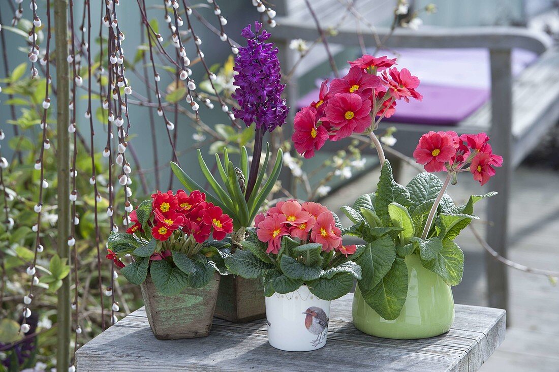 Primula acaulis (Primeln) und Hyacinthus 'Purple Sensation' (Hyazinthe)